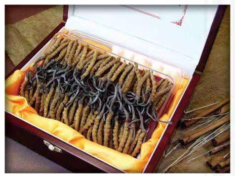 玉门冬虫夏草回收